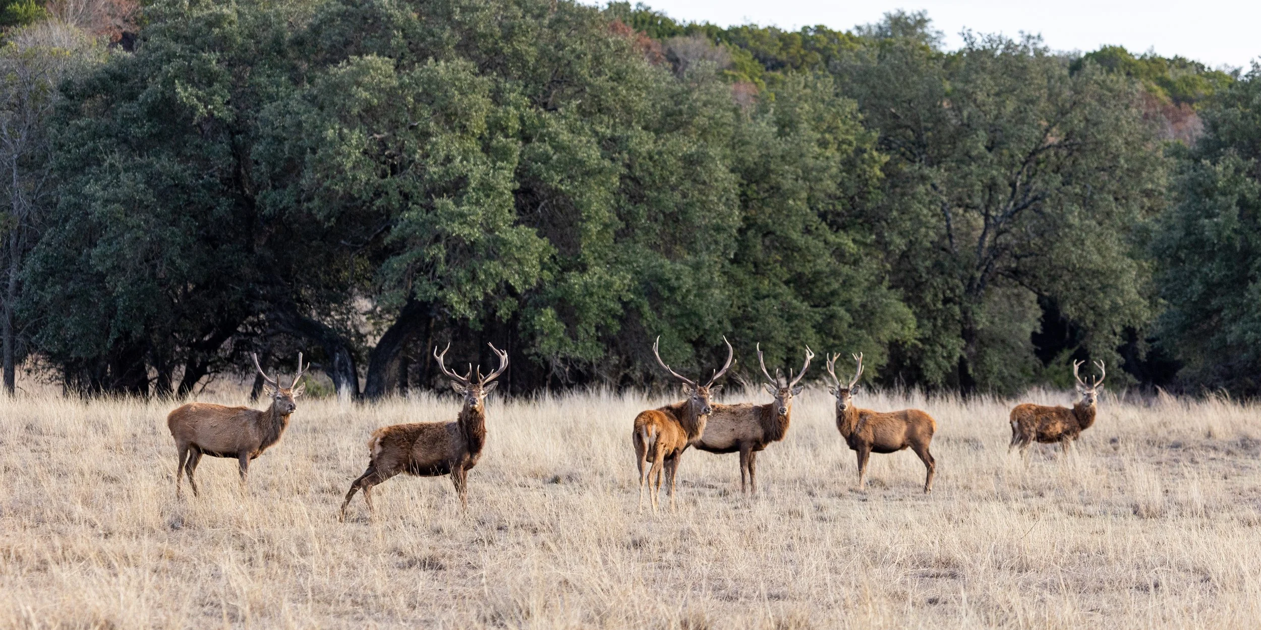 Exotic Wildlife — Ten Triple X Ranch
